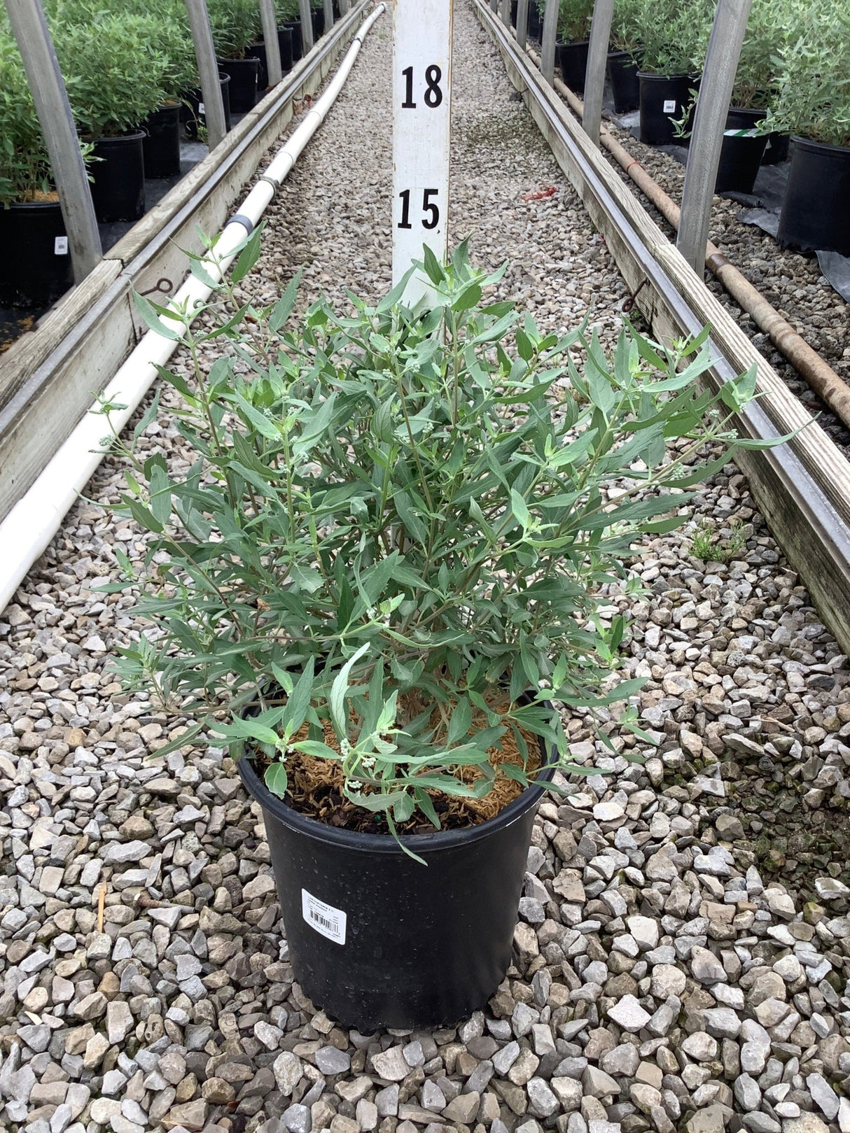 Dark Knight Bluebeard shrub in a #2 black nursery container, showing dense green foliage with small white buds in a greenhouse setting.