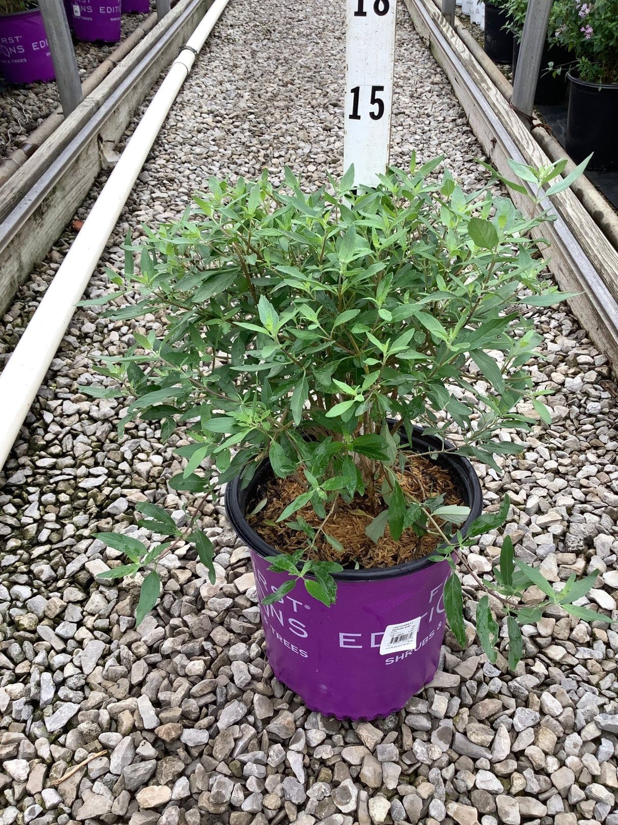 Sapphire Surf Bluebeard shrub in a #2 container showing dense green foliage at a nursery growing facility.