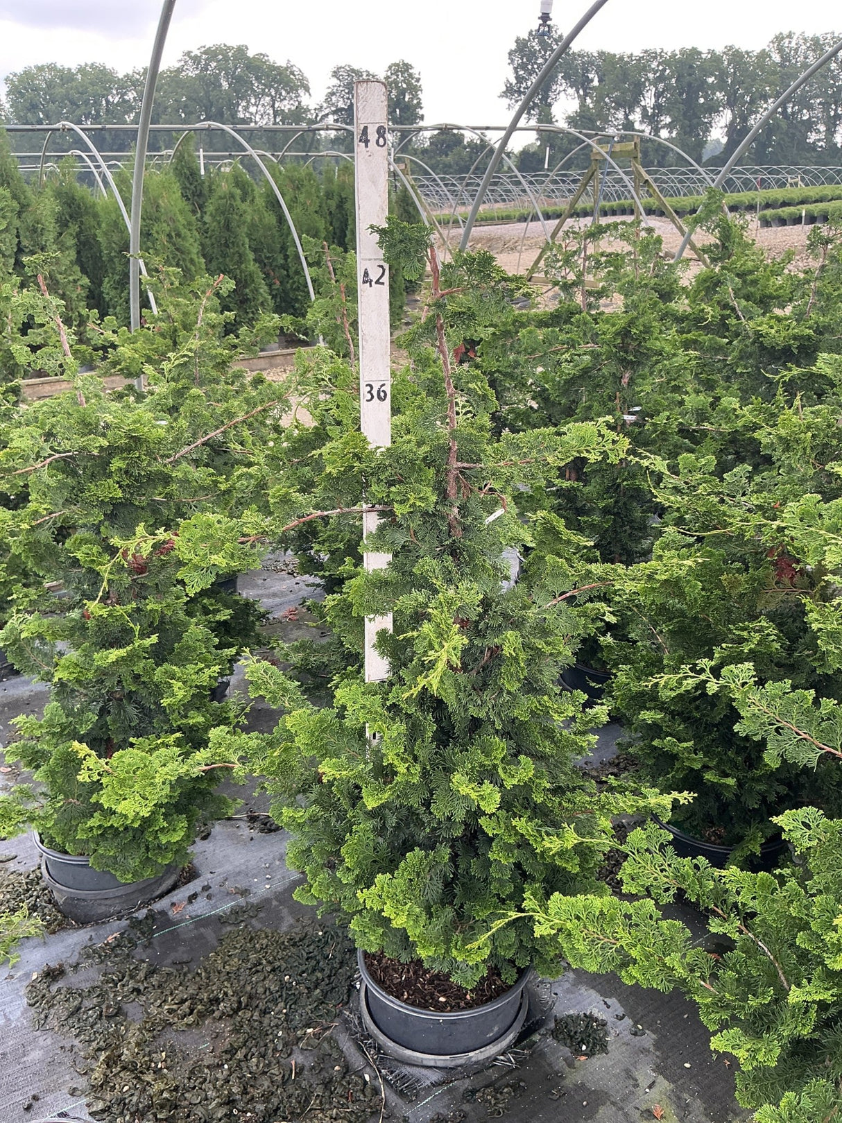 Well's Special Hinoki False Cypress in a nursery container, showing its layered, feathery green foliage and upright conical habit.
