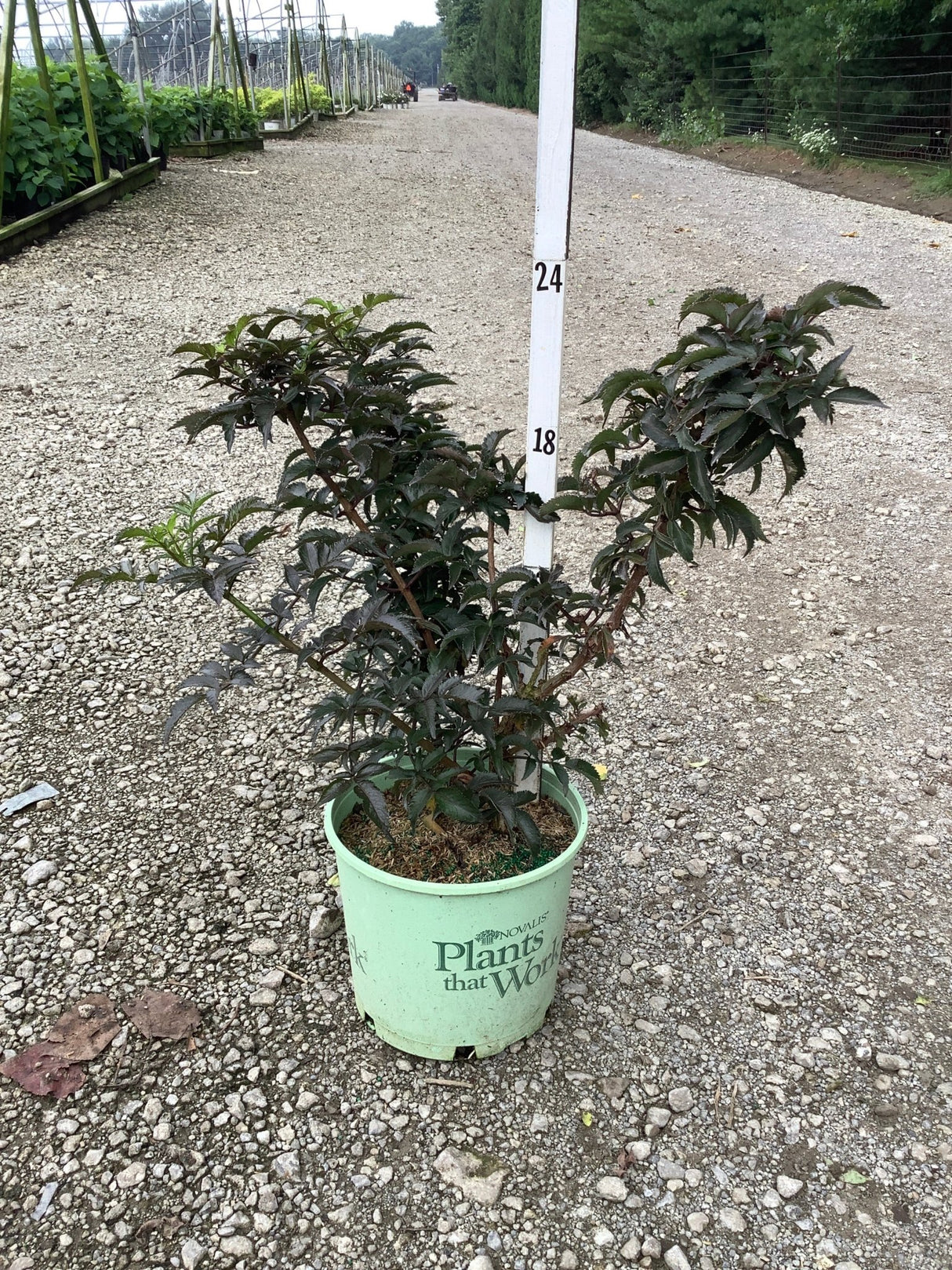 Black Tower Elderberry shrub in a #3 container displaying deep burgundy foliage, shown at a nursery grow yard.