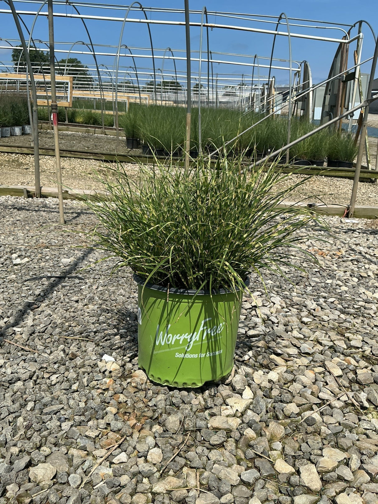 Bandwidth Maiden Grass in a #3 container pot, showing compact clumping foliage with variegated green and yellow blades.
