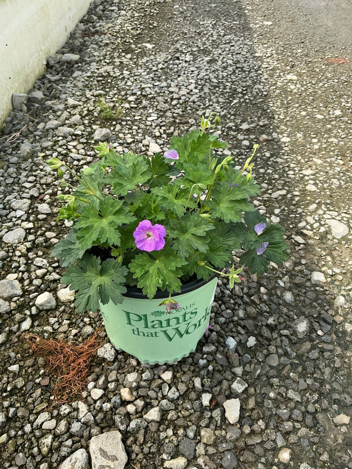 Azure Rush Geranium in a nursery container with bright magenta and lavender blooms amid lush green lobed foliage on gravel.