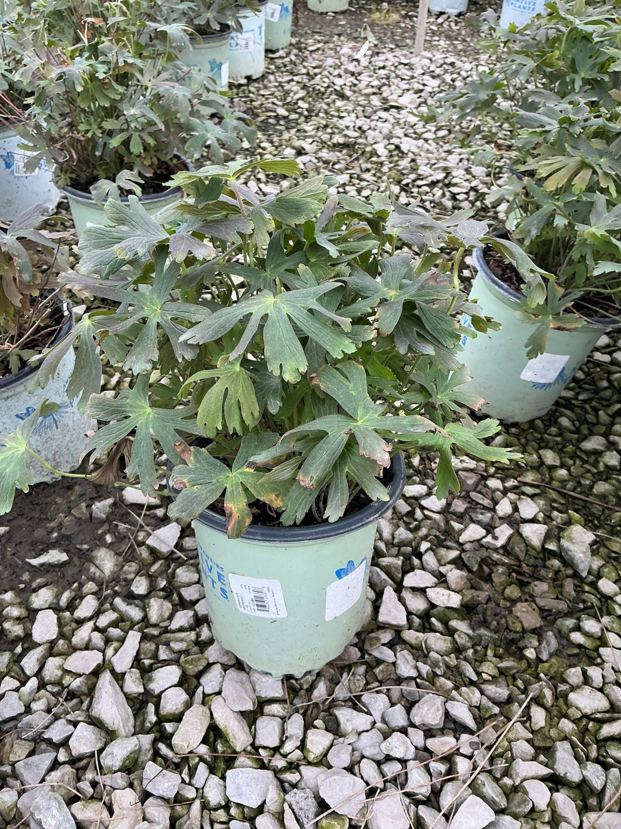 Espresso Cranesbill Geranium in a #1 container showing dense lobed foliage with bronze-green leaves at a nursery.