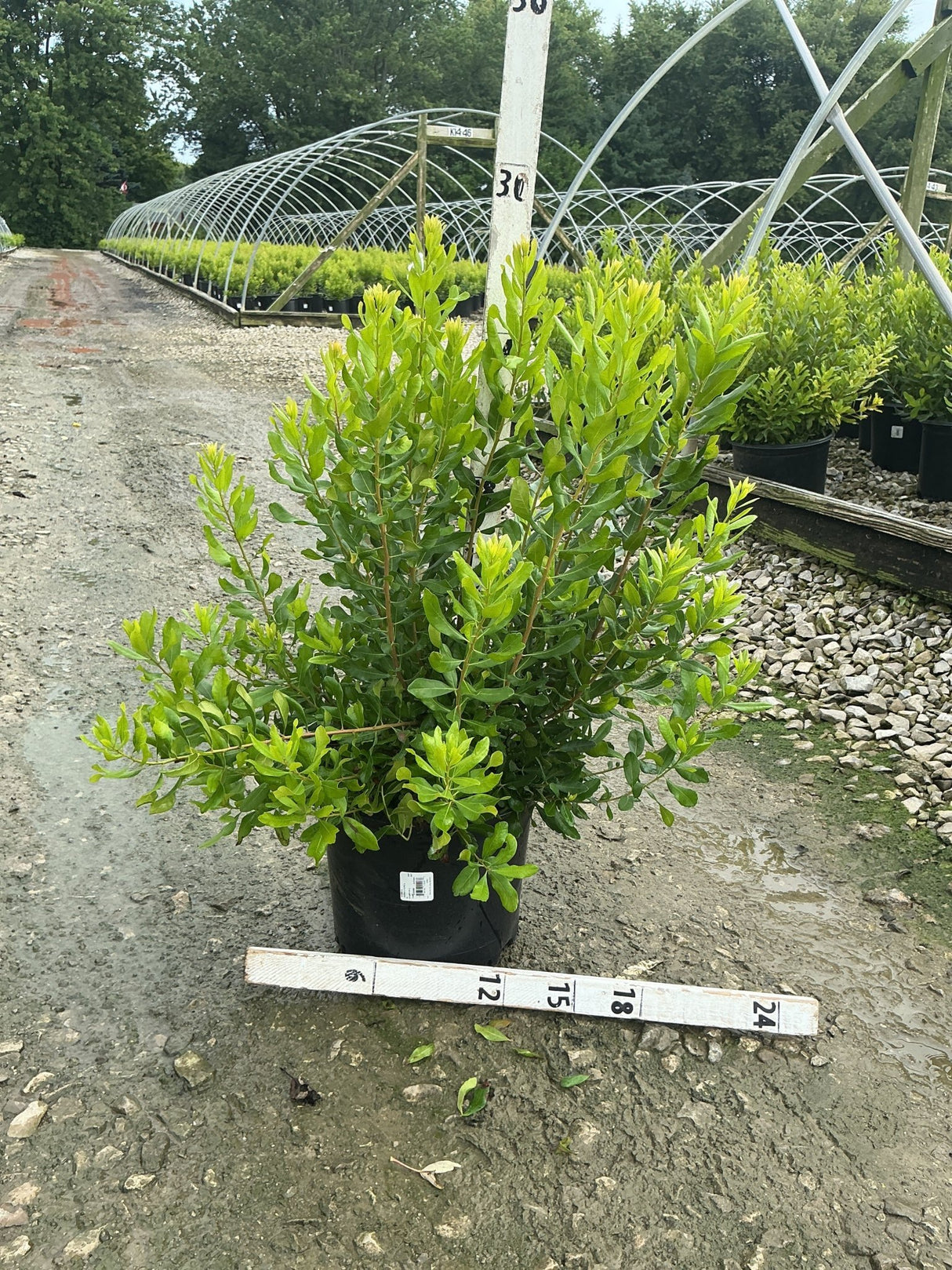 Northern Bayberry shrub in a #3 container at a nursery, showing dense green foliage on upright stems.
