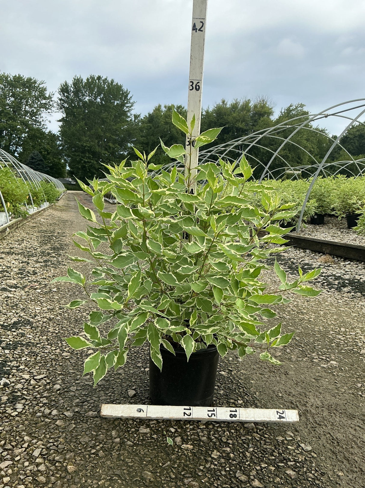 Ivory Halo Dogwood shrub with green and white variegated foliage growing in a black nursery container.