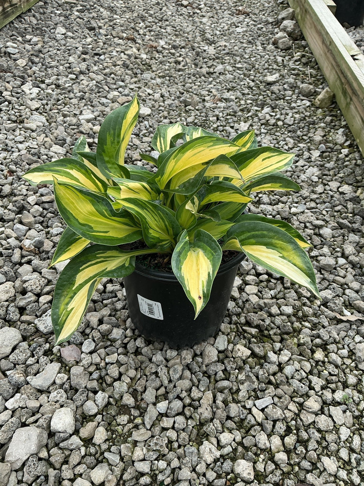Great Expectations Hosta in a black nursery container, showing bold yellow and green variegated foliage on a gravel surface.