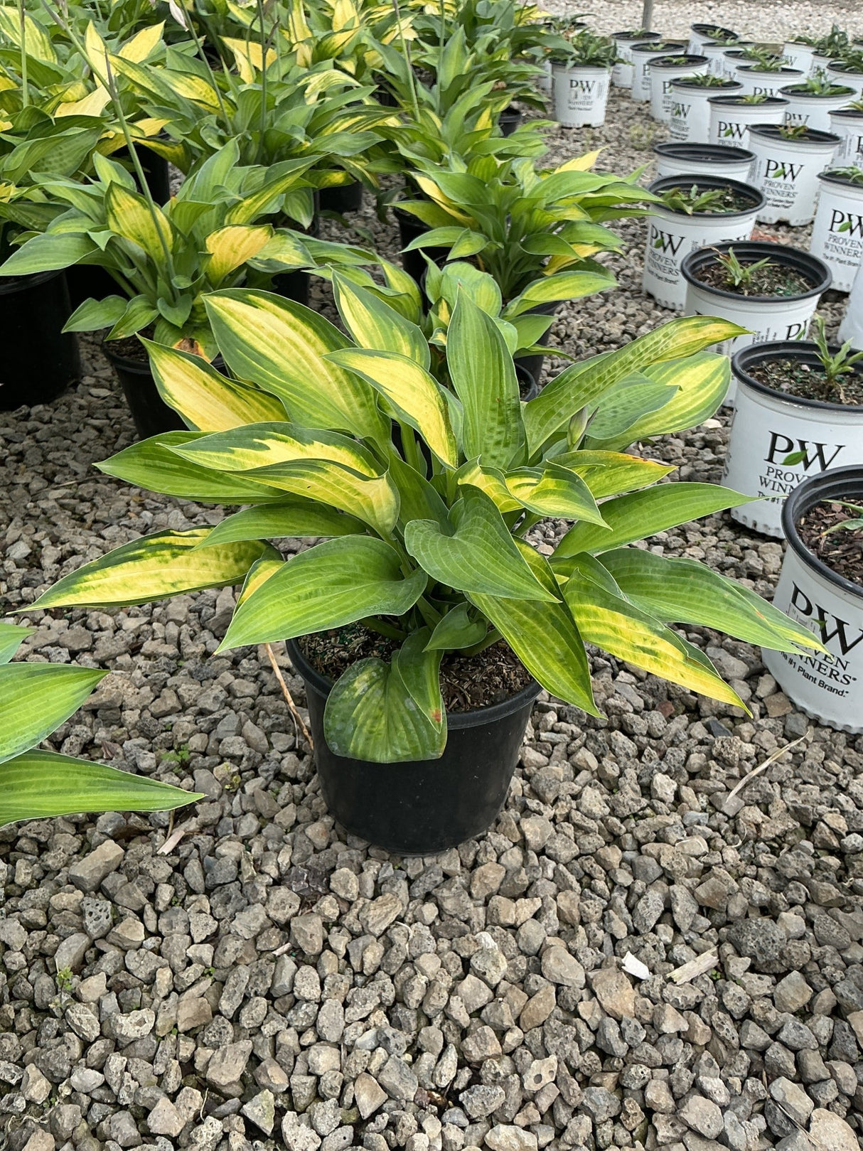 Paul's Glory Hosta in a black nursery container displaying bold green and golden-yellow variegated foliage on a gravel surface.