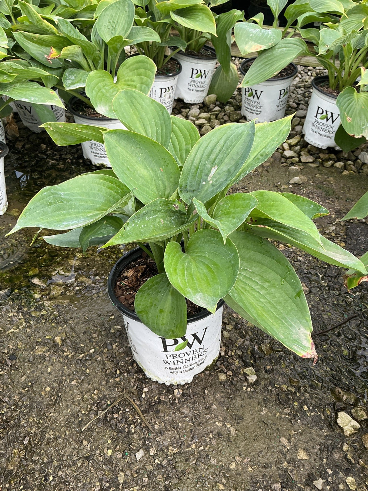 Empress Wu Hosta in a Proven Winners #1 container showing broad, ribbed green leaves in a nursery setting.
