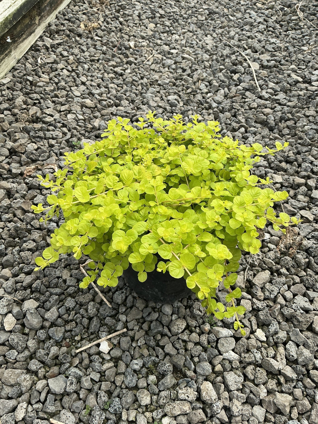 Golden Creeping Jenny in a #1 container displaying dense chartreuse foliage, set on a gravel nursery bed.