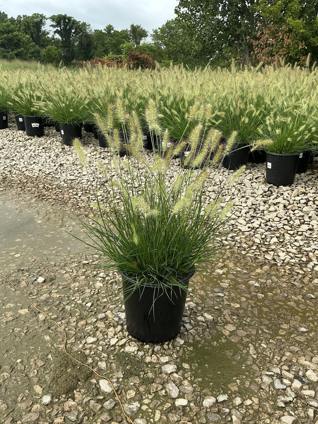 Dwarf Fountain Grass Hameln in a #2 black nursery container with fluffy white plumes at a garden center.