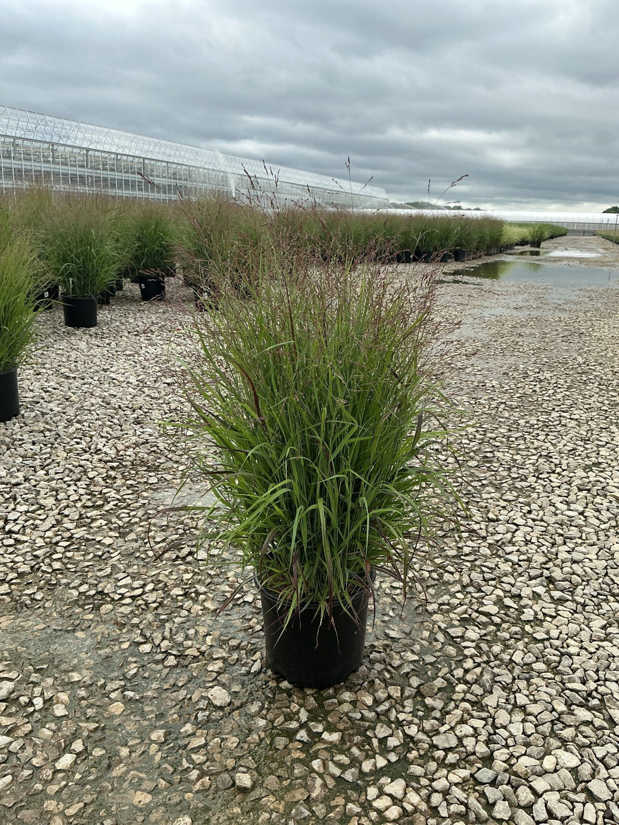 Shenandoah Switch Grass in a #3 black nursery container showing reddish-tinged upright foliage at a gravel nursery yard.