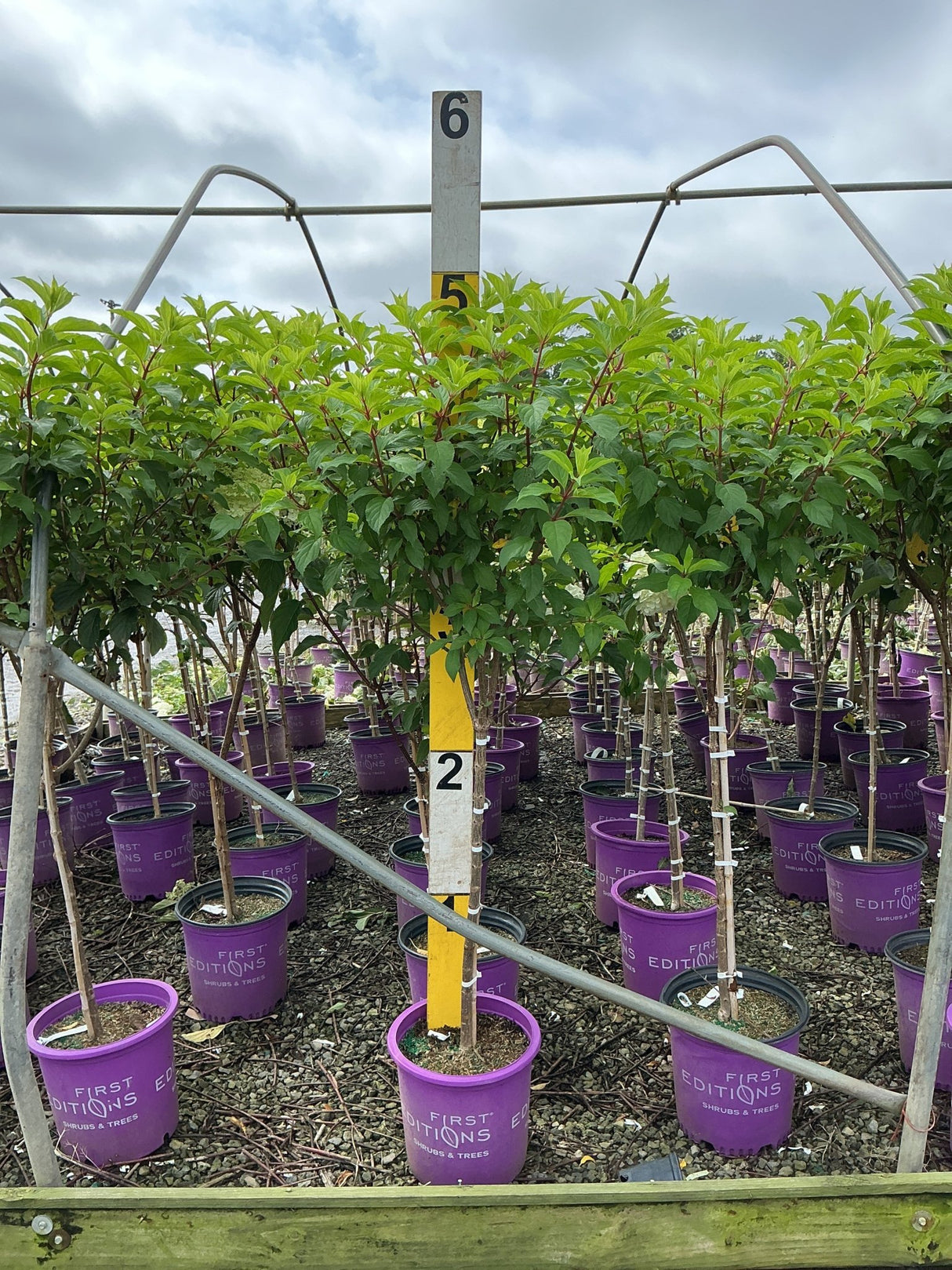 Vanilla Strawberry Panicle Hydrangea trees growing in purple First Editions #5 containers at a nursery growing facility.
