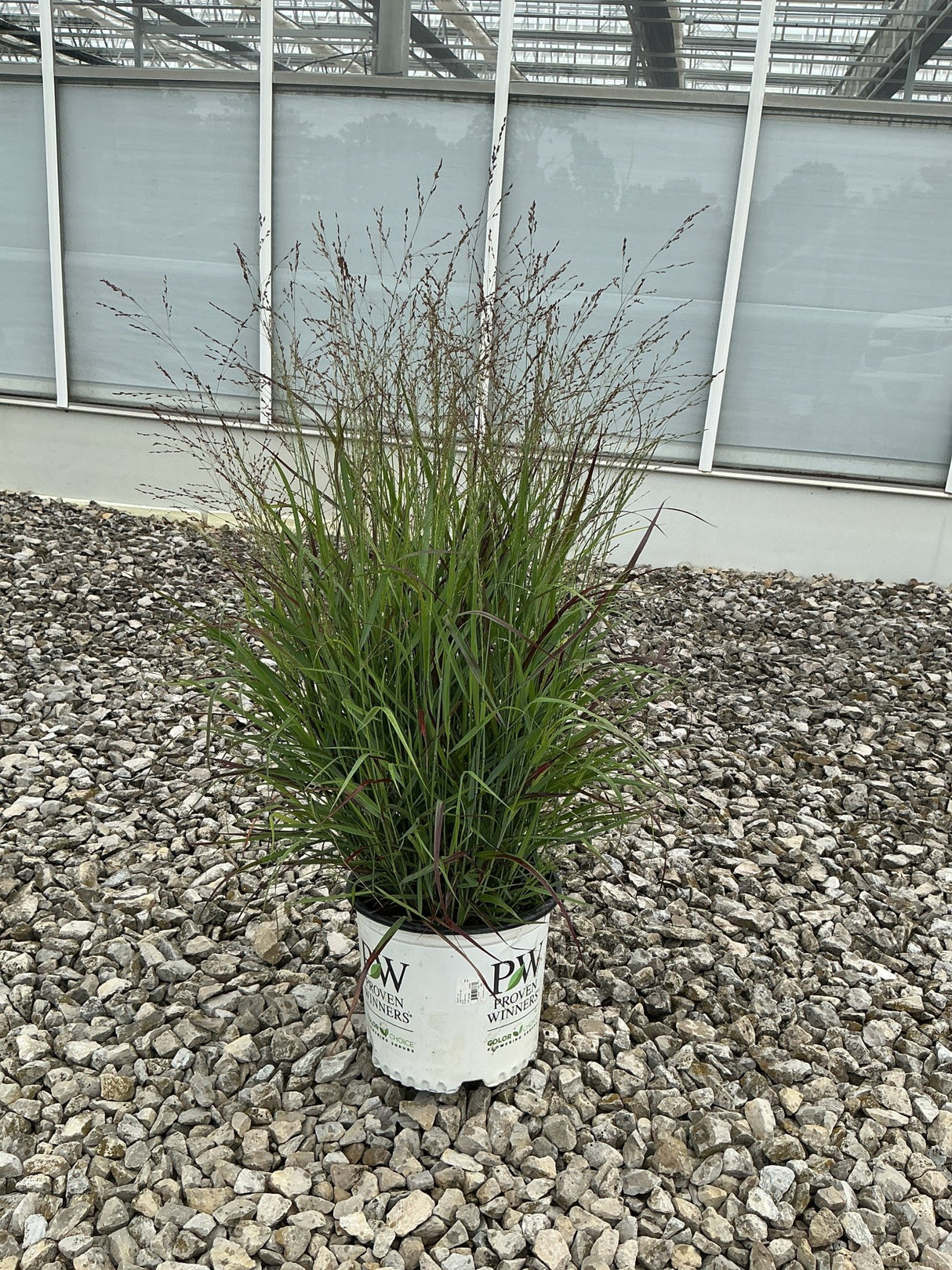Prairie Winds Cheyenne Sky Red Switch Grass in a #3 Proven Winners container, showing fine green foliage with reddish tips.