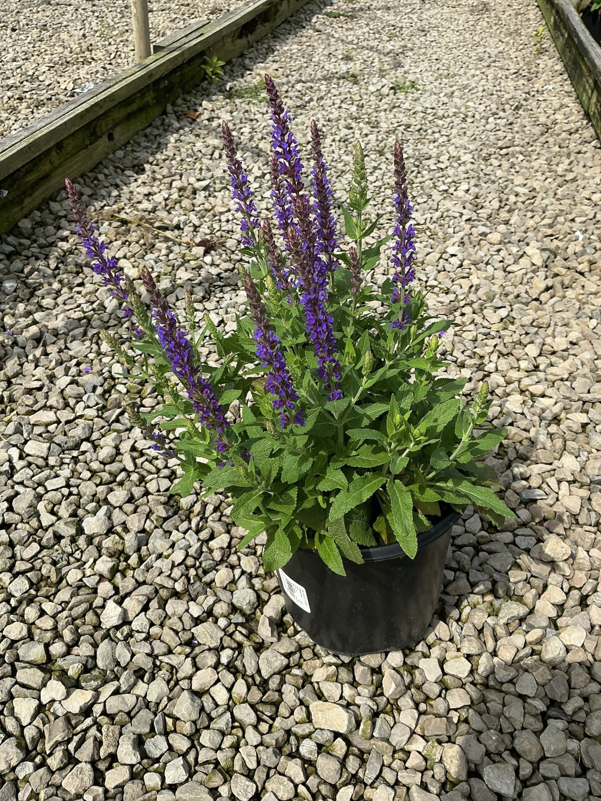East Friesland Salvia in a black nursery container displaying tall purple flower spikes above green foliage on a gravel surface.