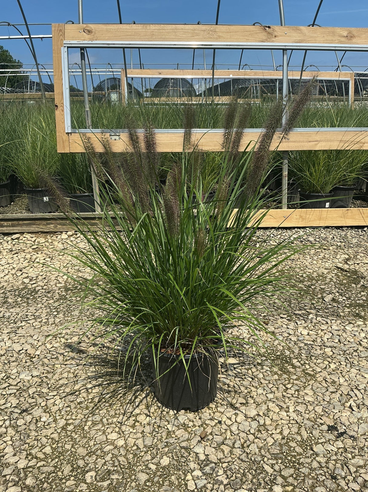 Redhead Fountain Grass in a #3 container displaying arching green blades and dark burgundy plumes at a nursery.