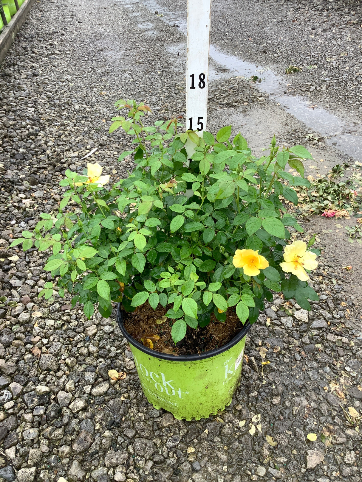 Knock Out Easy Bee-zy Shrub Rose in a #3 container with bright yellow blooms and lush green foliage on a gravel surface.