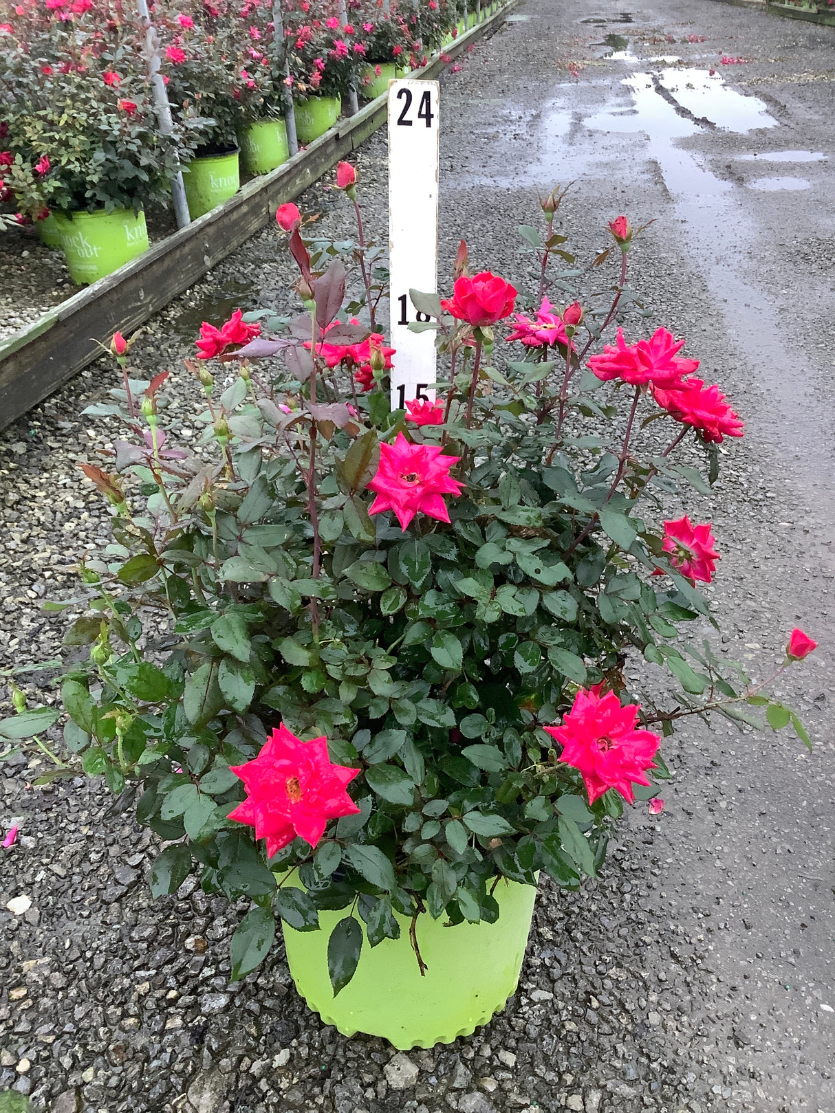 Red Double Knock Out Rose in a lime green #3 container, showing vibrant hot-pink double blooms at a nursery.