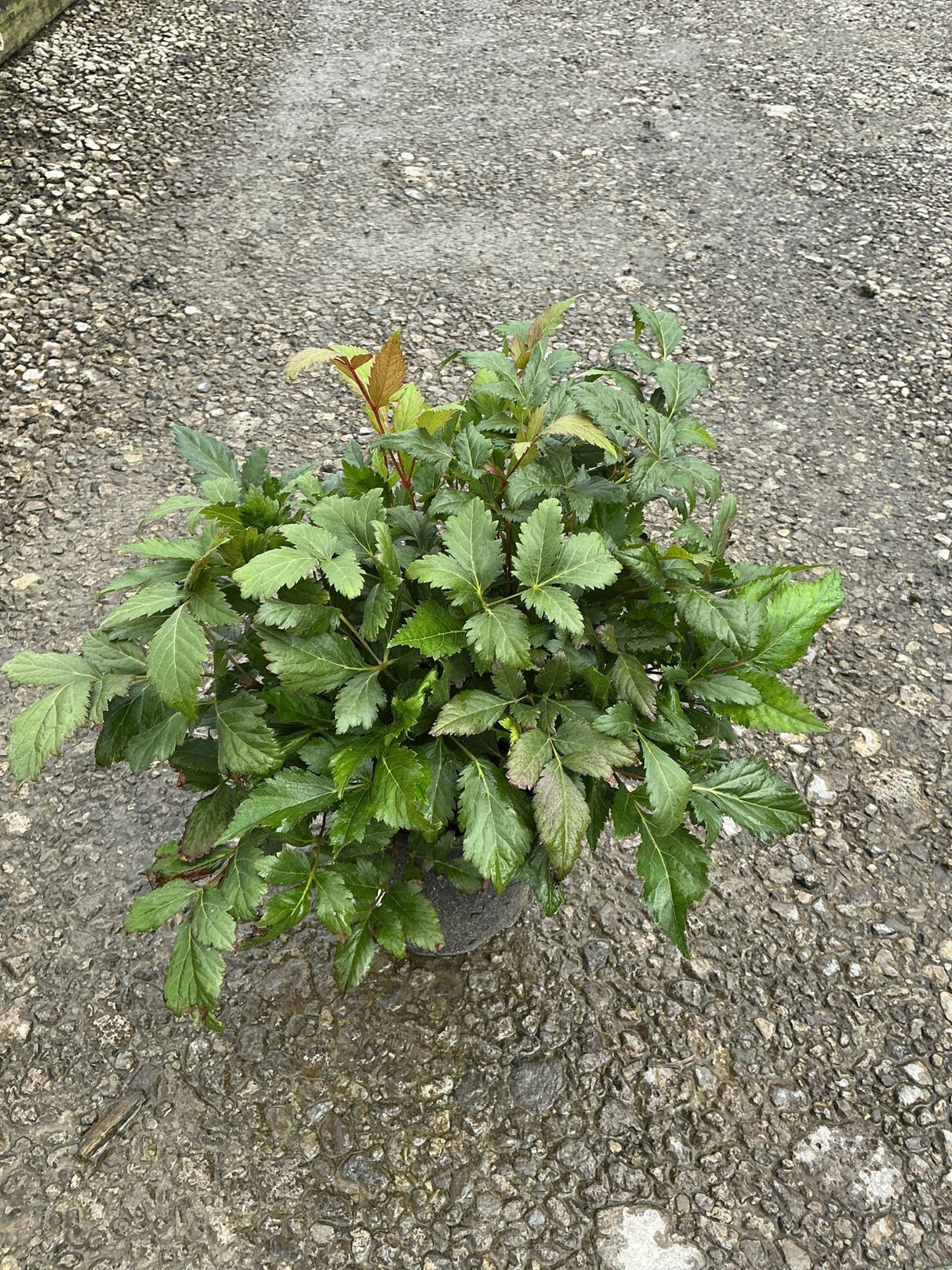 Montgomery Astilbe in a #1 container showing dense mounding foliage with reddish-tinged new growth.