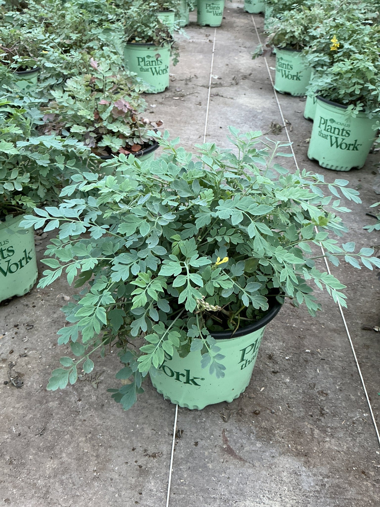 Corydalis Canary Feathers growing in a #1 nursery container with delicate blue-green fernlike foliage and small yellow blooms.