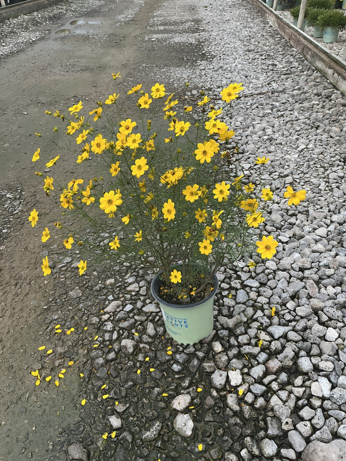 Threadleaf Coreopsis in a #1 container covered in bright yellow daisy-like blooms, set on a gravel nursery surface.