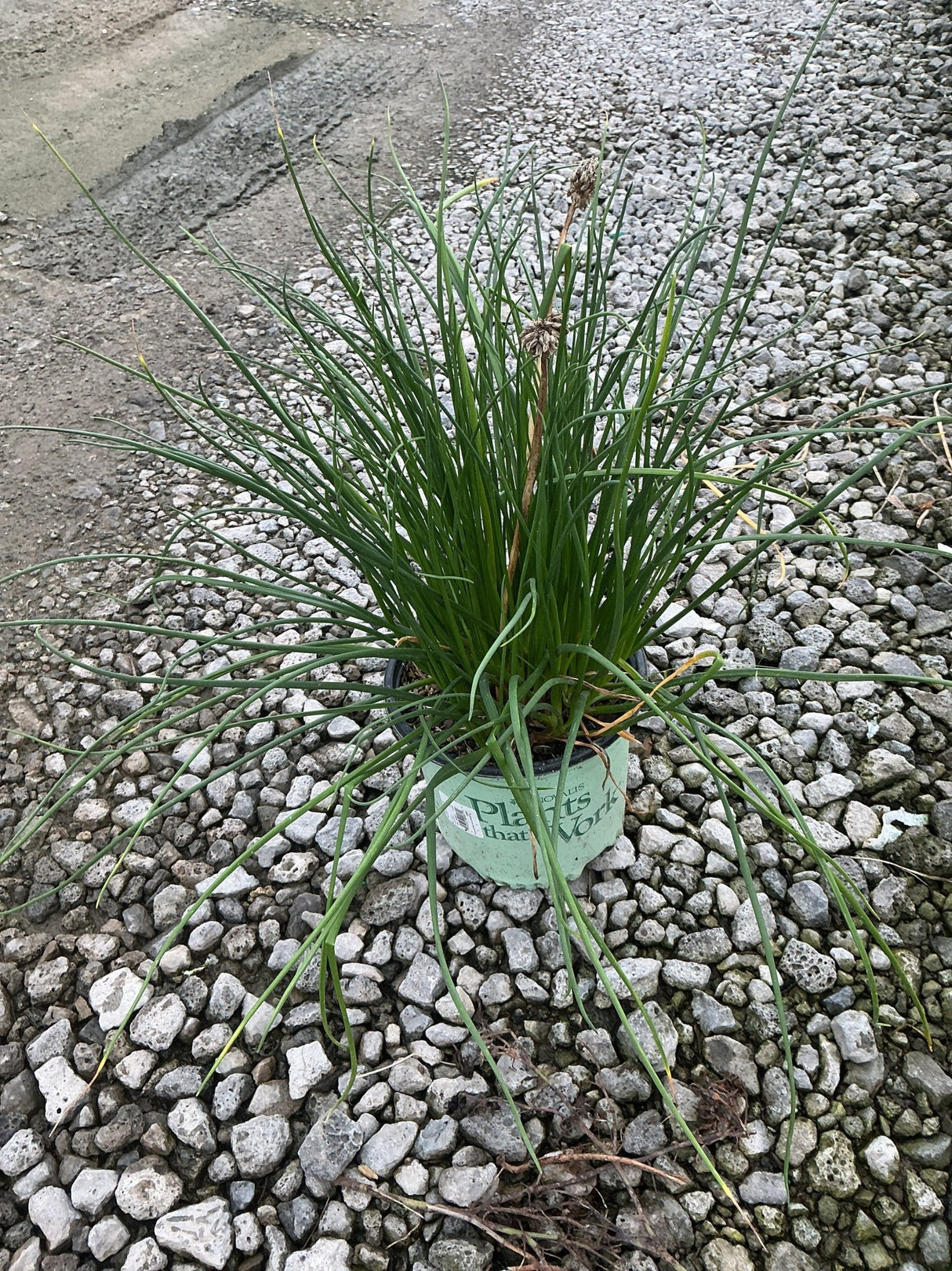 Chivette Chives in a nursery container showing dense clumps of slender green foliage resting on gravel.