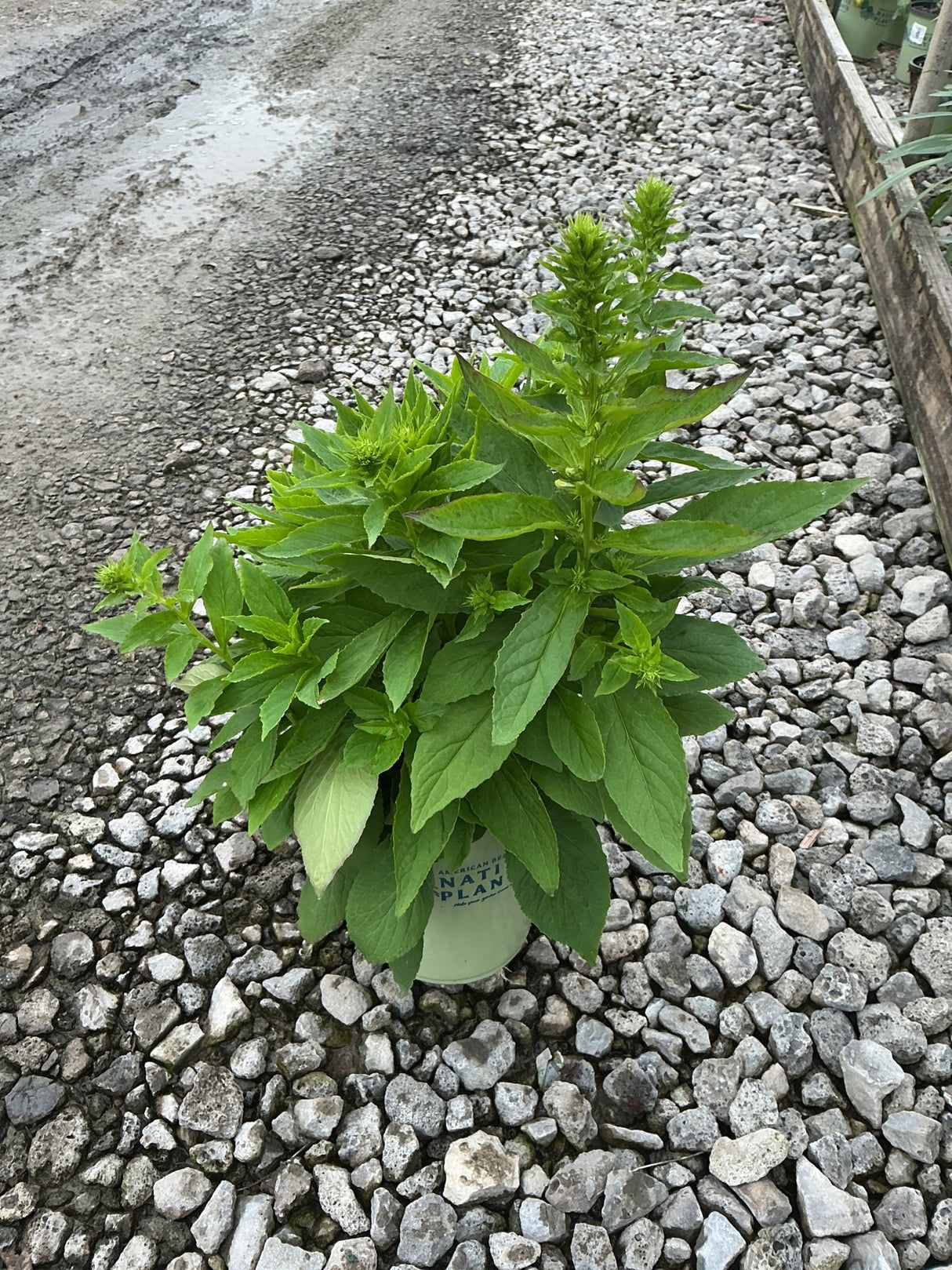 Great Blue Lobelia plant in a #1 container showing lush green foliage and emerging flower buds on a gravel nursery surface.