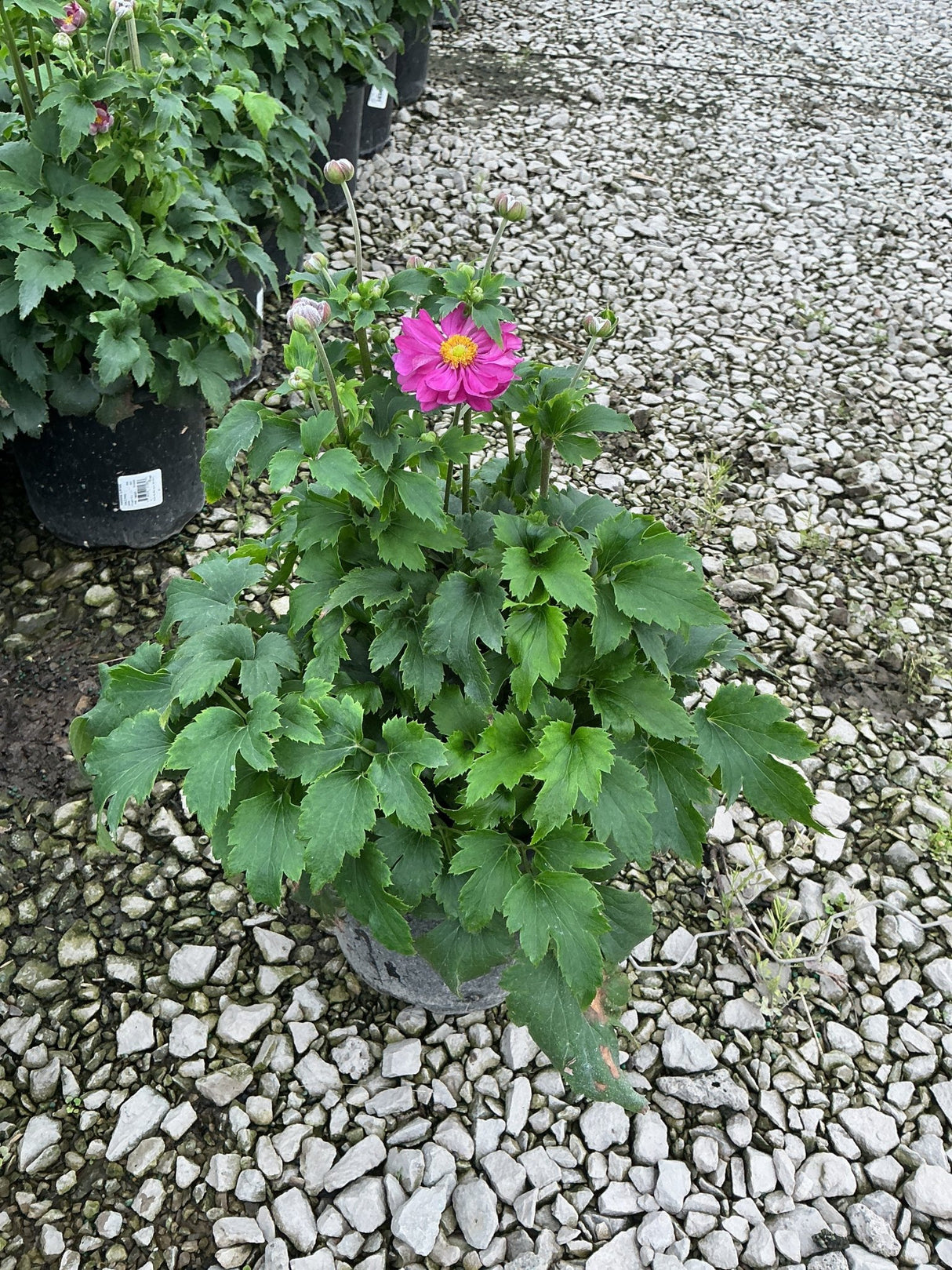 Curtain Call Pink Japanese Anemone in a nursery container with one open magenta bloom and several buds on tall stems.
