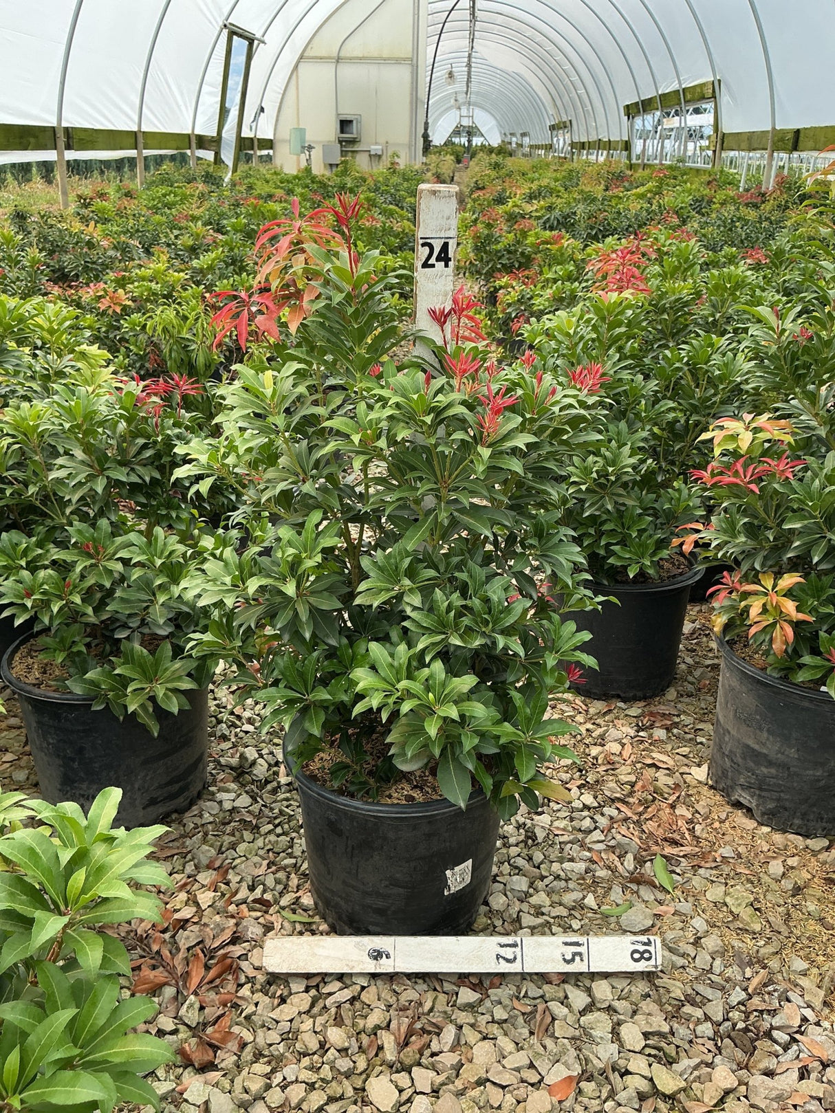 Pieris japonica Mountain Fire shrubs in black nursery containers inside a greenhouse, showing dark green foliage with vivid red new growth.