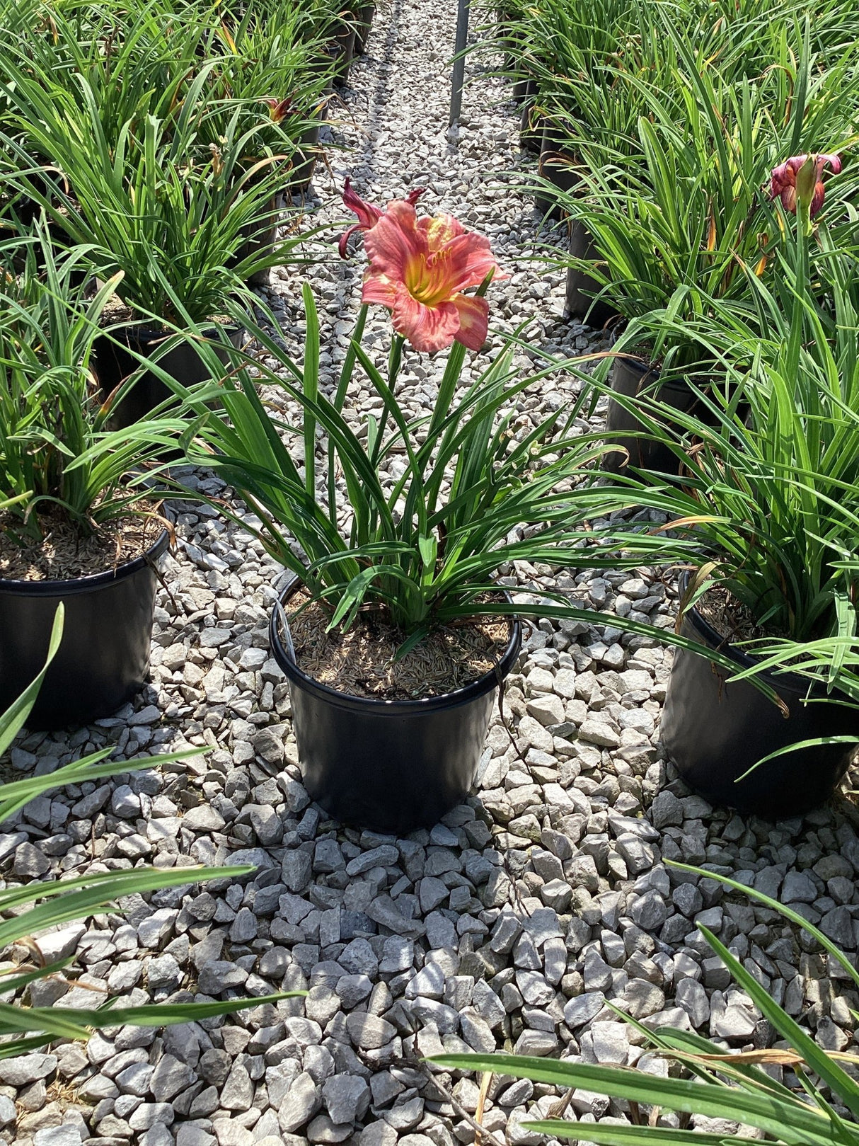Rosy Returns Daylily in a black #1 container with a single pink bloom, displayed on gravel in a nursery setting.