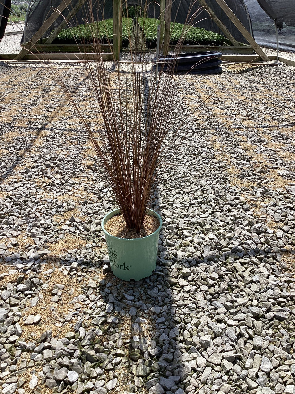 Firefox Sedge Grass in a #1 container showing upright reddish-brown foliage at a nursery growing area.