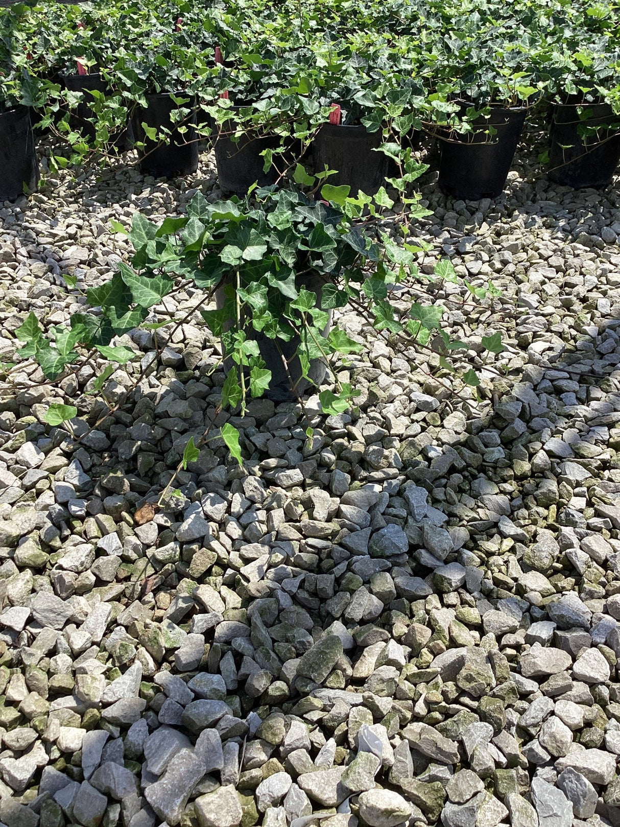 Thorndale English ivy plants in black nursery containers displayed on a gravel bed, showing dense lobed green foliage.