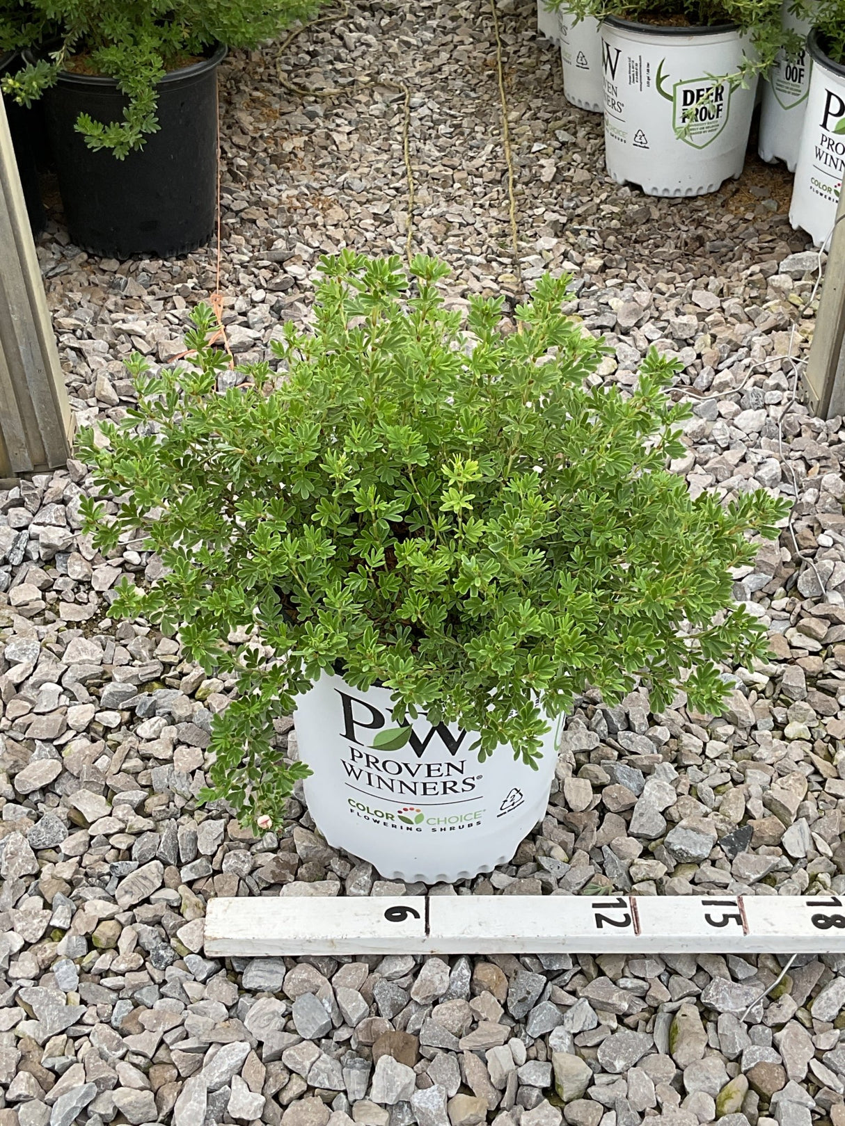 Happy Face Hearts Potentilla shrub in a Proven Winners #2 container, showing dense green foliage against a gravel background.