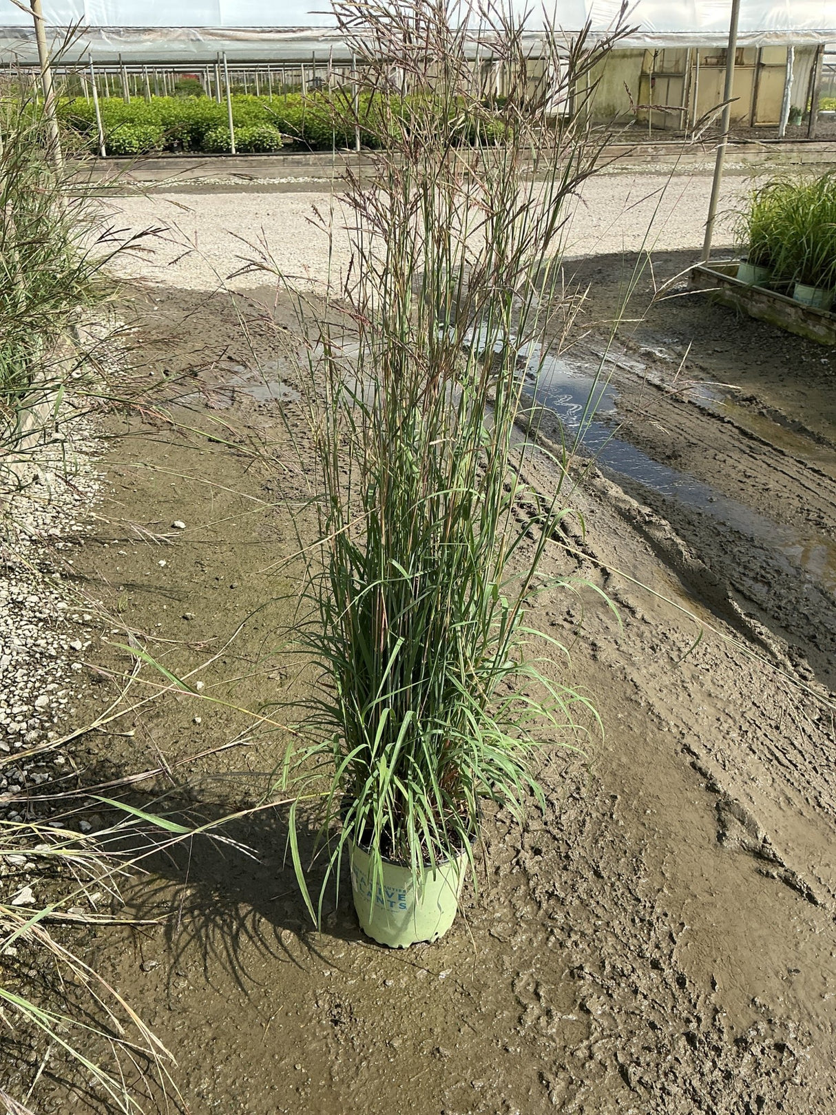 Big Bluestem Grass in a #2 container showing tall upright green foliage with reddish seed heads at a nursery.