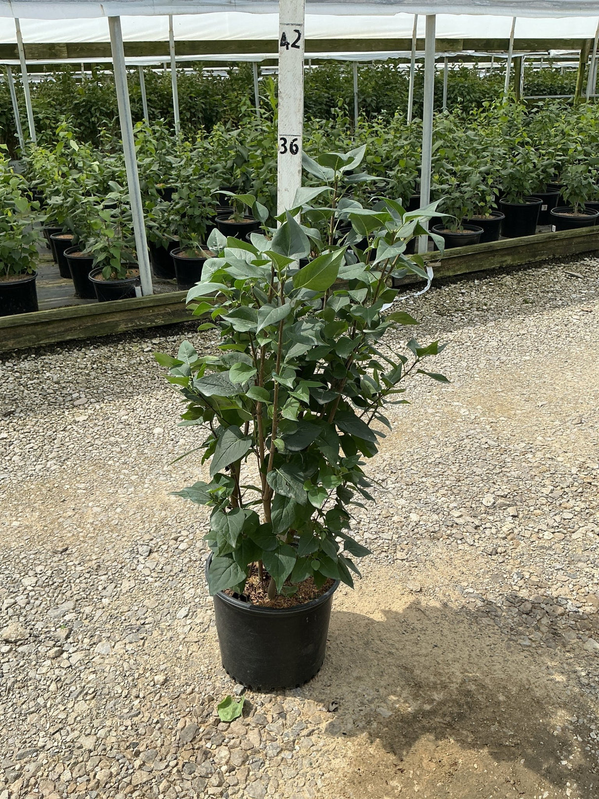 Common Purple Lilac shrub in a #3 container growing at a nursery, showing multi-stem habit with dense green foliage.