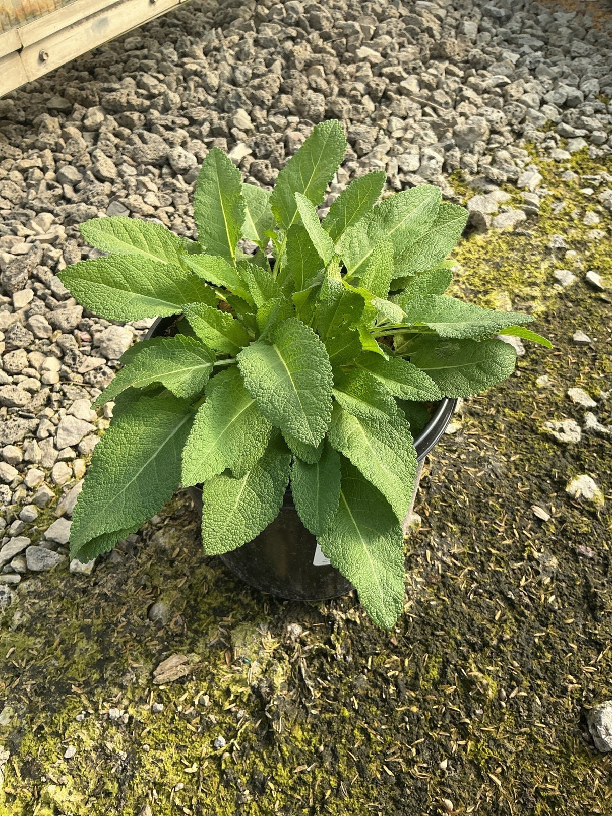 May Night Salvia plant with textured green foliage growing in a black nursery container on gravel.