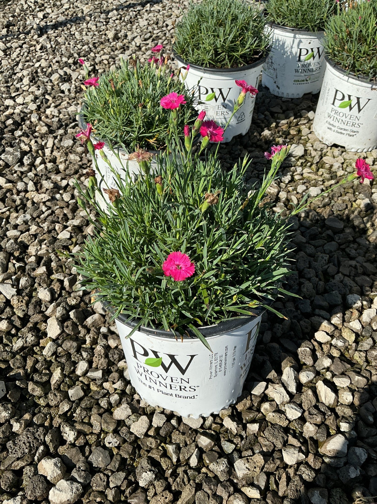 Paint the Town Magenta Dianthus in a Proven Winners #1 container with bright pink blooms on a gravel surface.