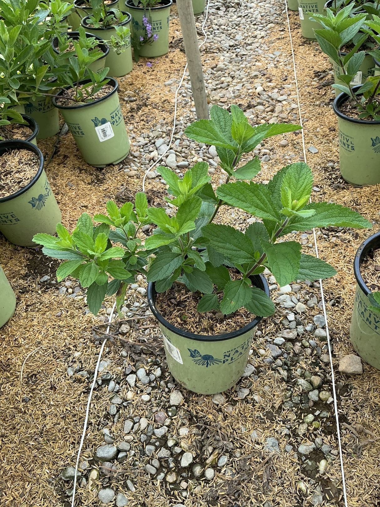 Hoary Vervain in a #1 container showing lush green serrated foliage at a nursery display.