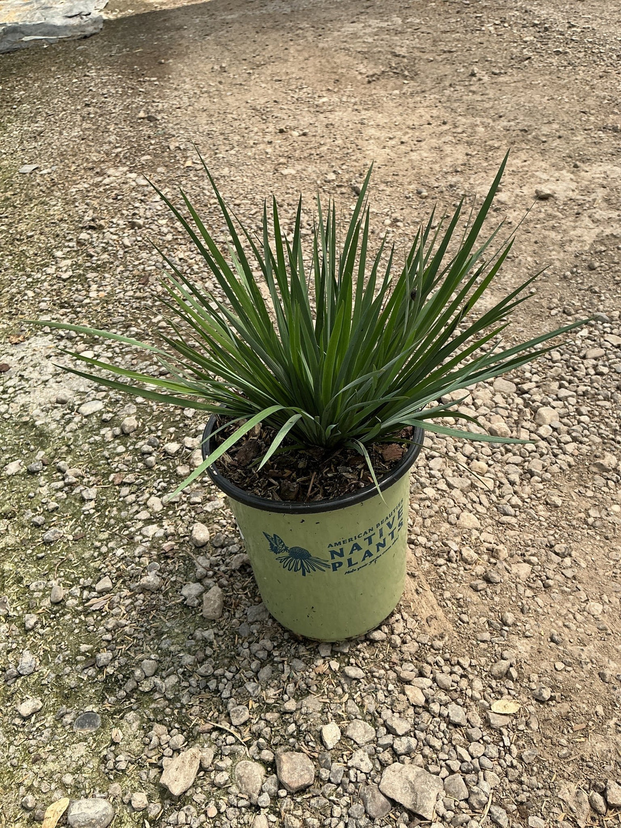 Sisyrinchium angustifolium Lucerne Blue Eyed Grass in a #1 native plants container on gravel.