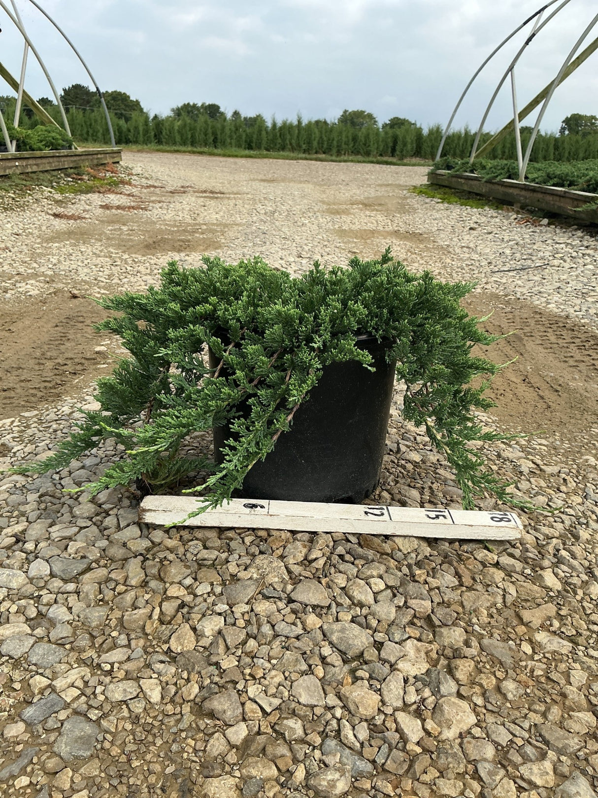 Blue Rug Juniper in a #3 container showing low spreading blue-green foliage with a ruler for scale at a nursery.