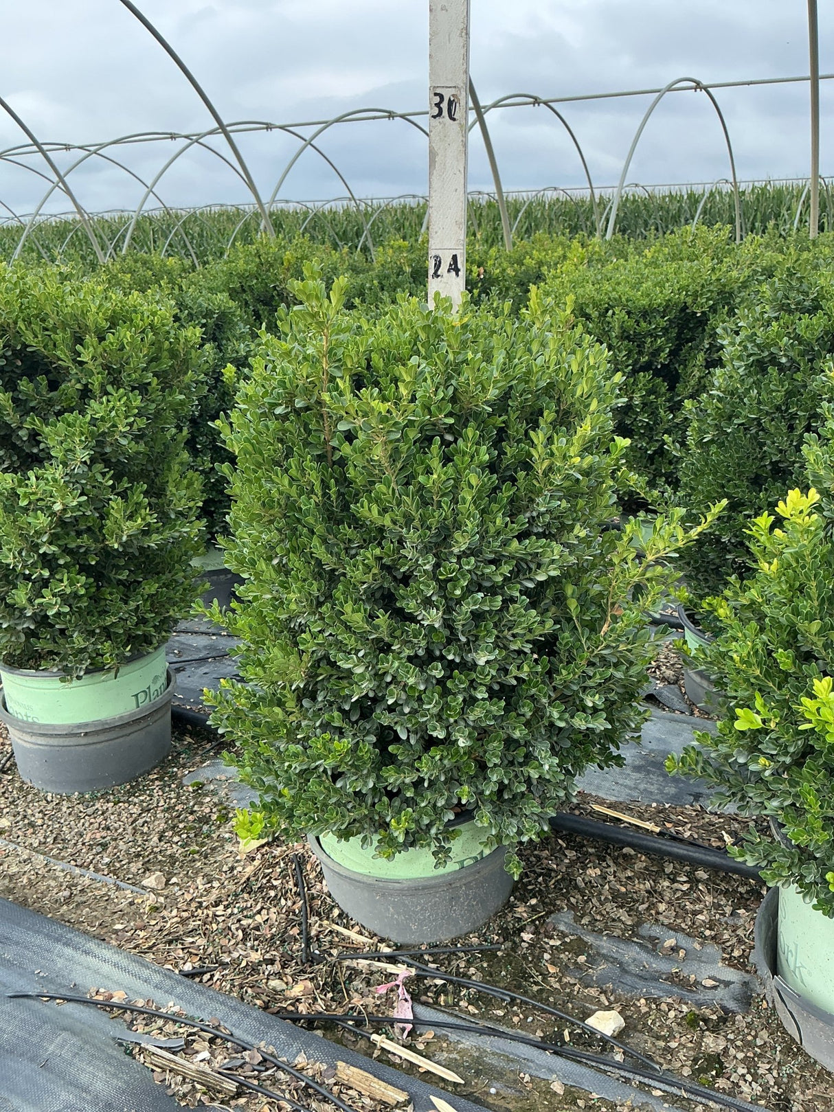 Cranberry Creek Boxwood shrub in a nursery container showing dense, dark green foliage in a rounded upright form.