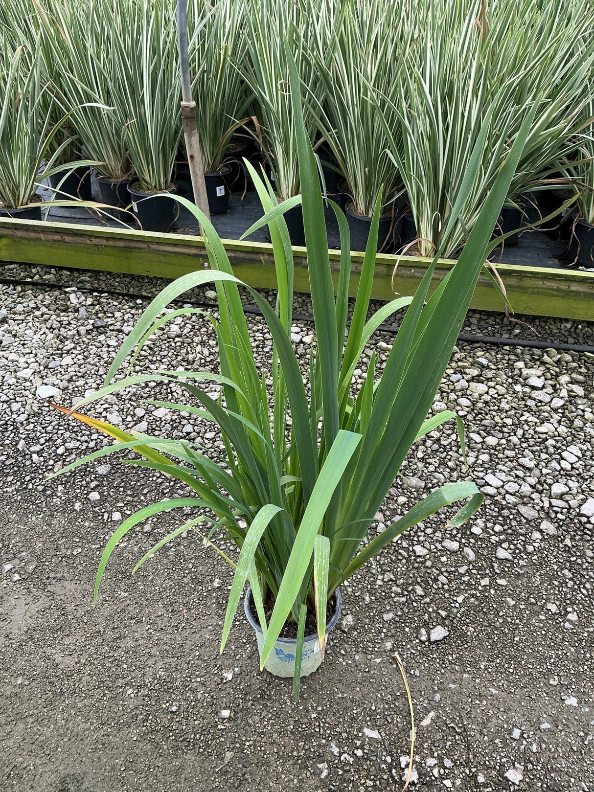 Iris versicolor Water Iris growing in a #1 container, showing upright green sword-like foliage at a nursery.