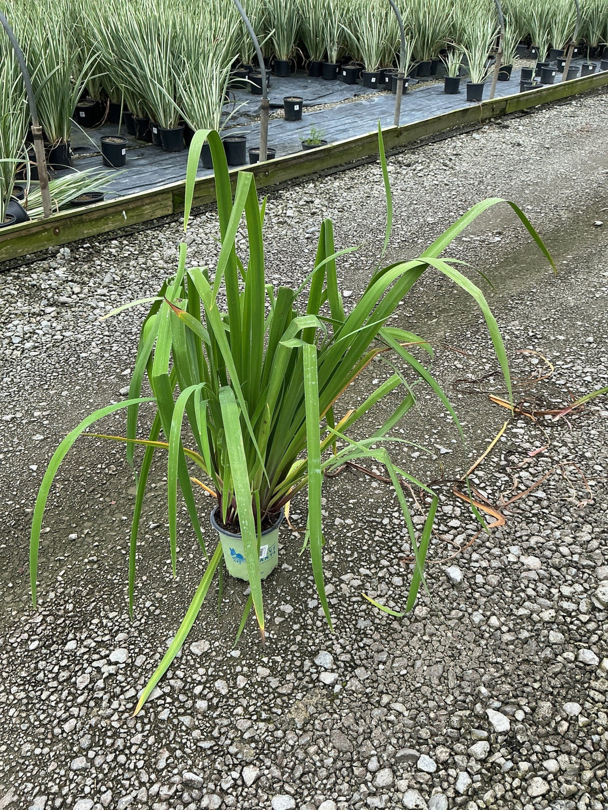 Iris versicolor Purple Flame in a #1 container showing lush green sword-like foliage at a nursery.