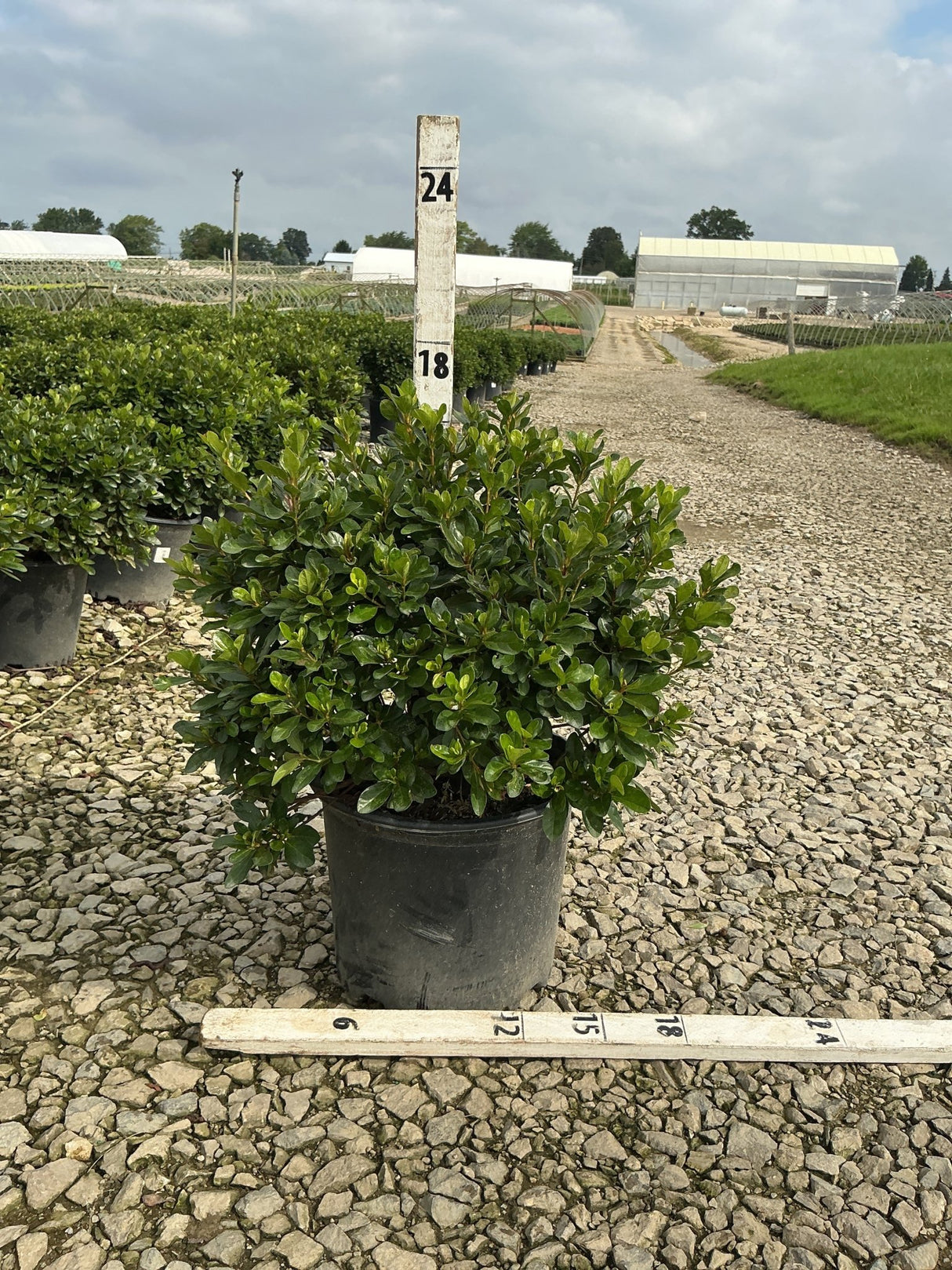 Girard's Crimson Azalea shrub in a #3 container with dense dark green foliage at a nursery growing field.