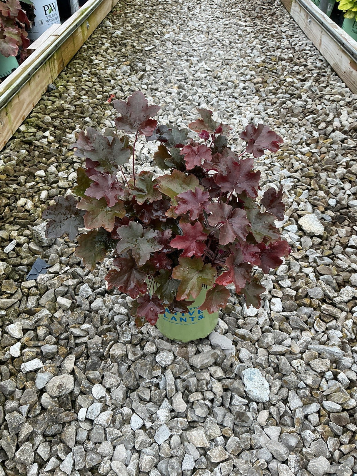 Bronze Wave Coral Bells in a nursery container displaying dark burgundy and bronze lobed foliage on a gravel bed.