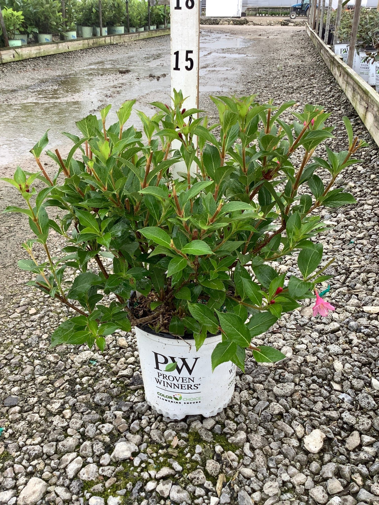 Sonic Bloom Pink Weigela shrub in a Proven Winners container displayed on gravel at a nursery.