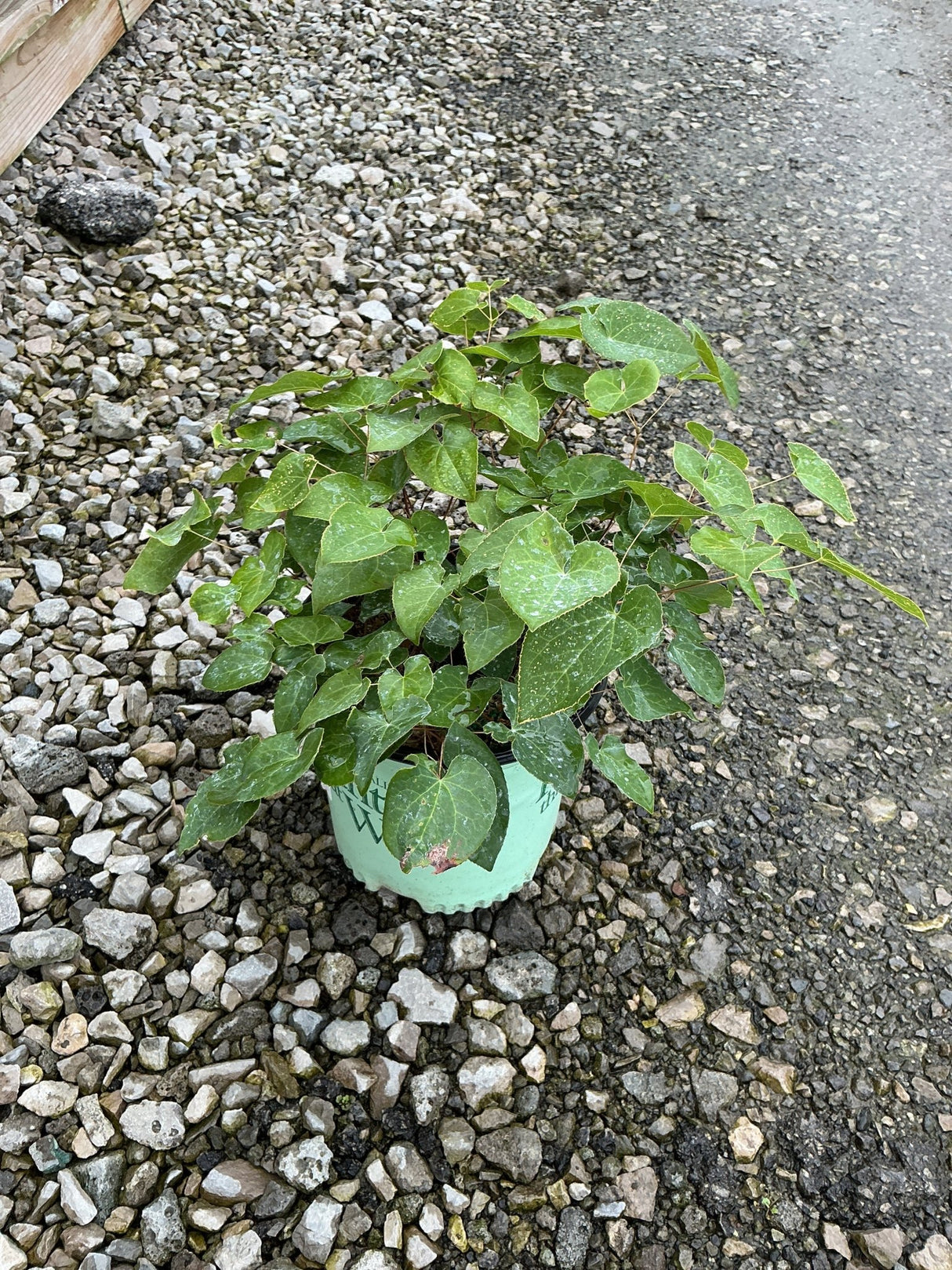 Epimedium x perralchicum 'Frohnleiten' barrenwort growing in a mint green container on a gravel surface.