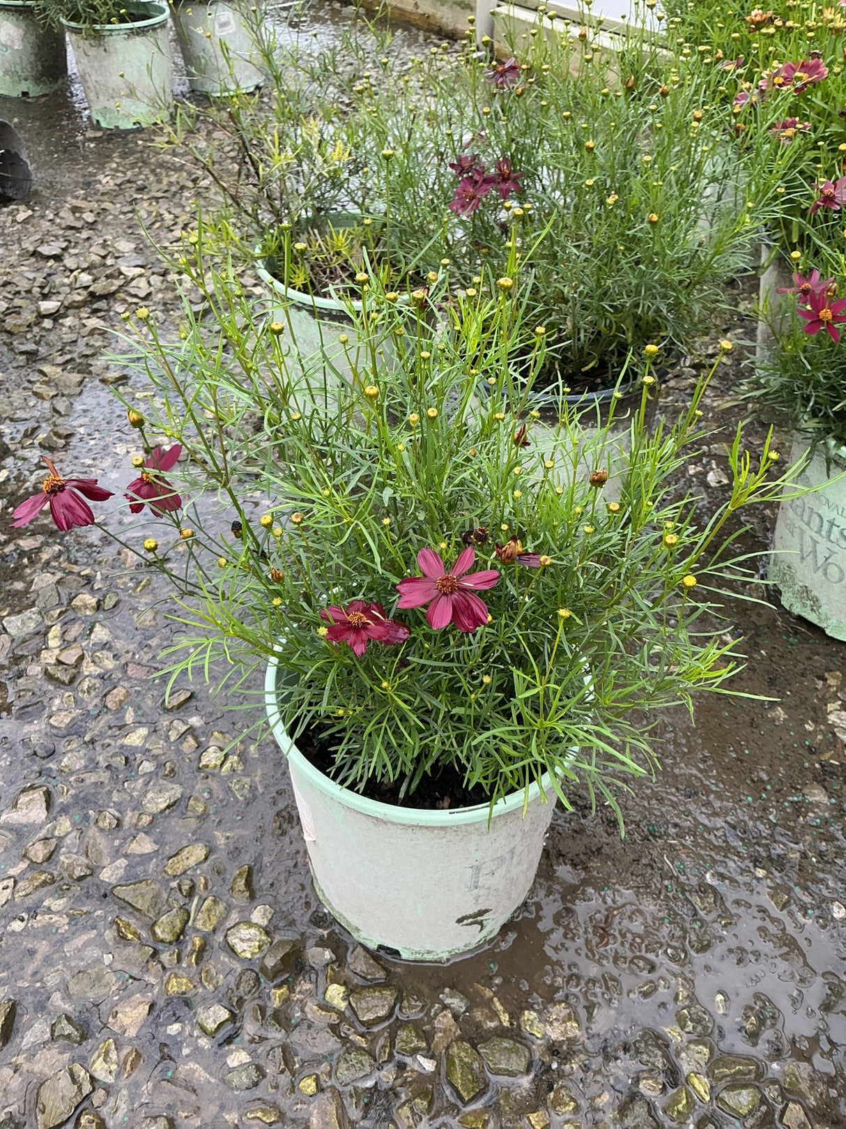 Red Satin Coreopsis growing in a nursery container with deep crimson blooms and fine threadlike foliage on a rainy day.