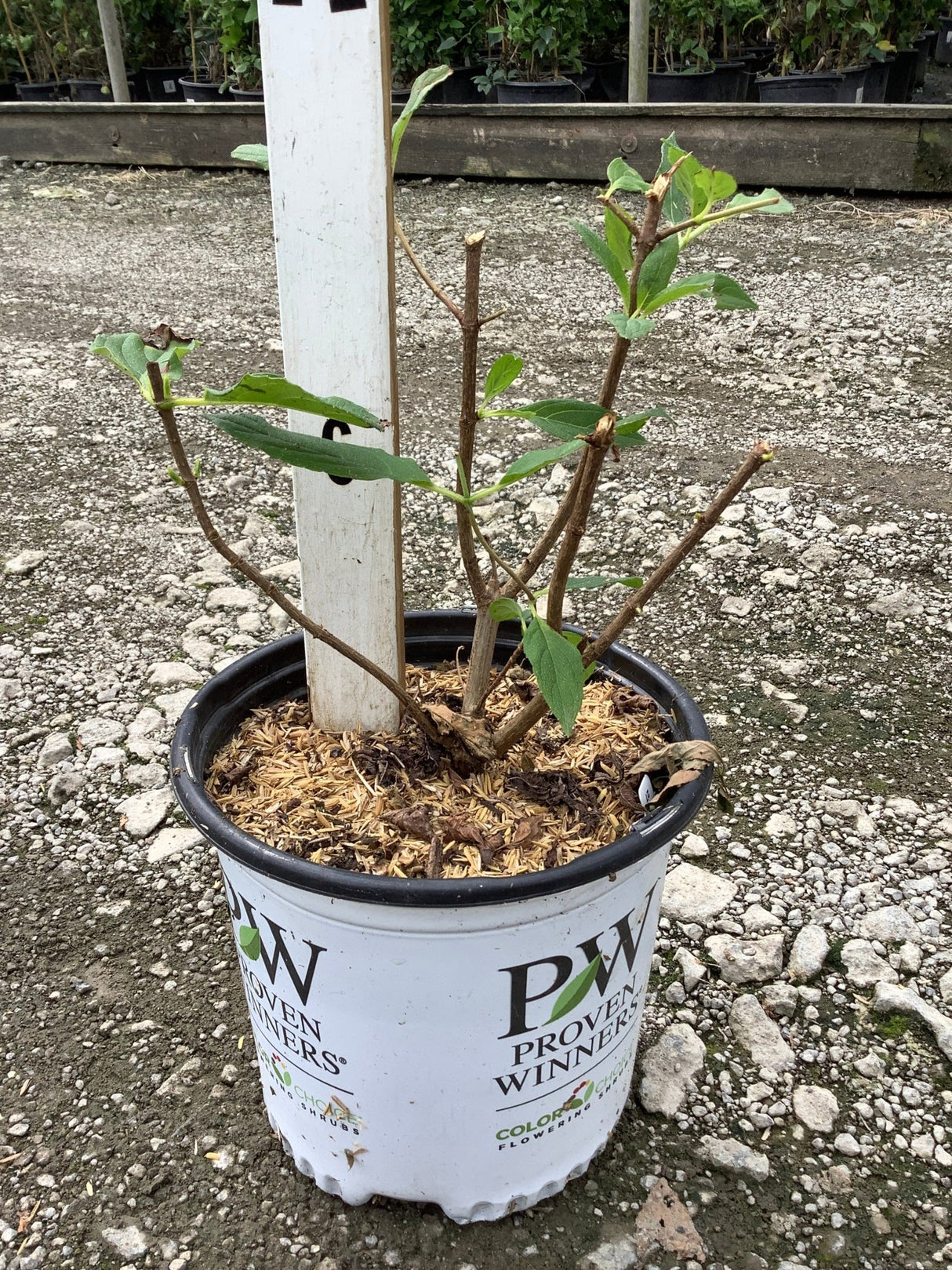 Limelight Panicle Hydrangea in a Proven Winners #1 container showing early leafing stems and woody branching structure.