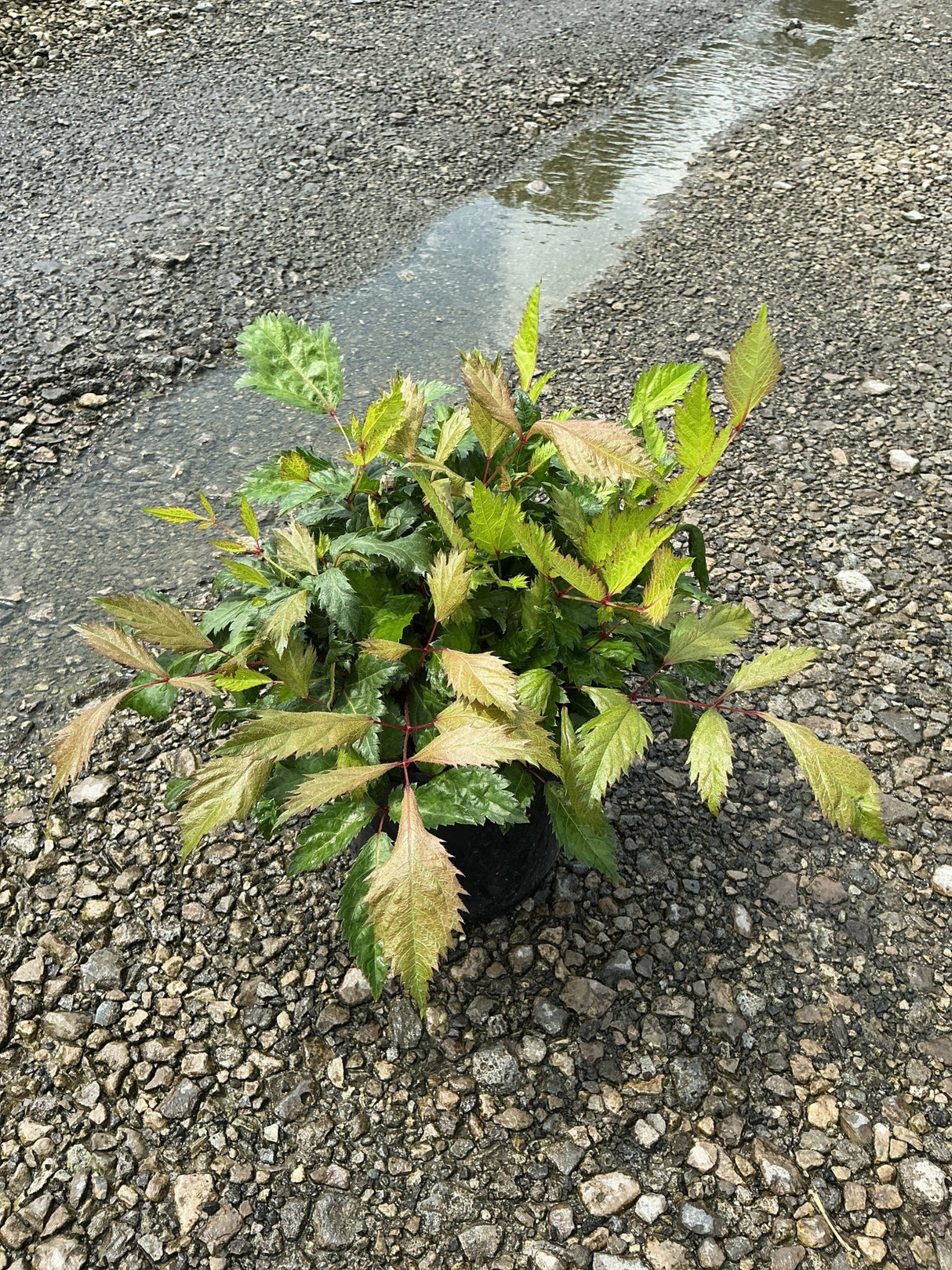 Bridal Veil Astilbe in a #1 container showing deeply cut green foliage with reddish stems on a gravel surface.