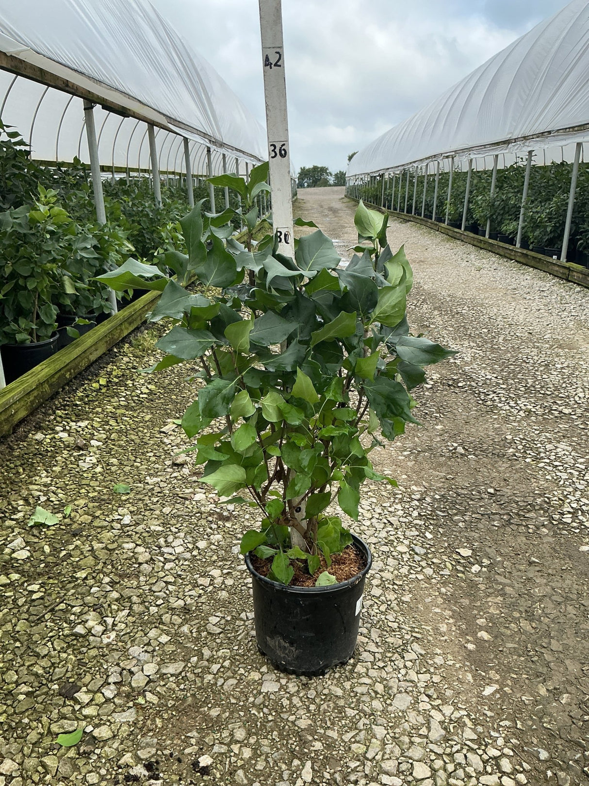 New Age White Lilac shrub in a #3 container growing along a greenhouse nursery pathway, showing dense green foliage.